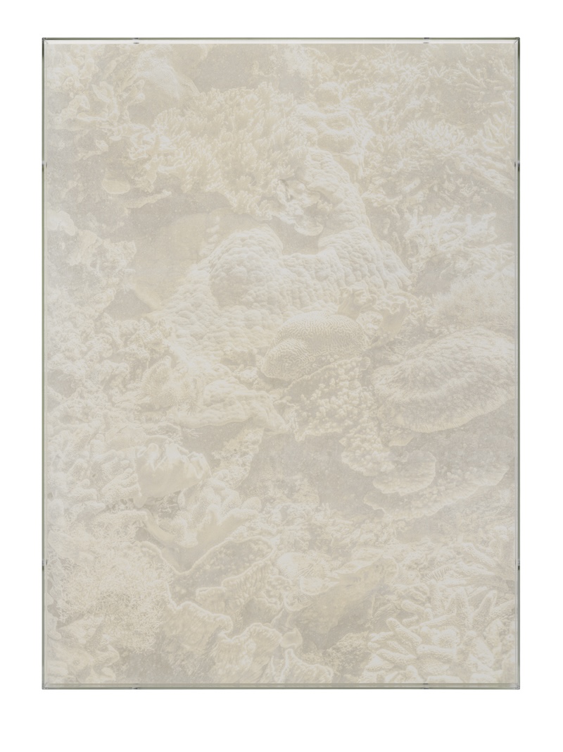 coral reef