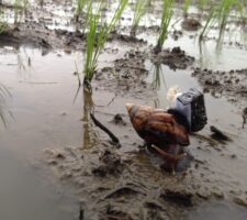 snail in the mud